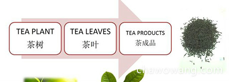 锡兰红茶的生产加工方式 锡兰红茶的产区及其风味