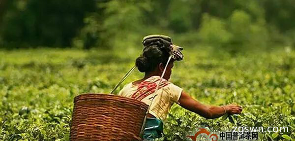 印度阿萨姆红茶因气候原因面临产量危机