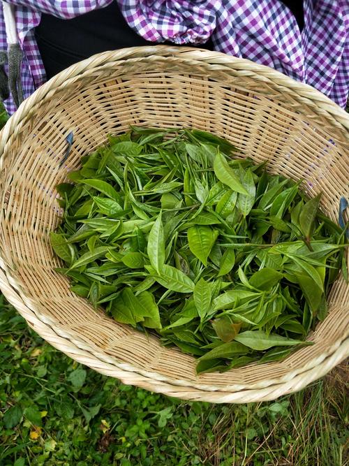 绿扬春茶叶：茶叶的种类，茶叶的分类，夏天喝什么茶好？