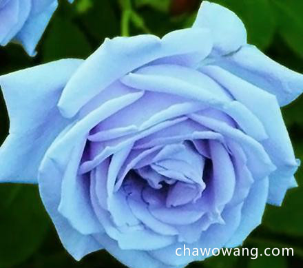 玫瑰茶品种 蓝玫瑰花茶的功效和作用