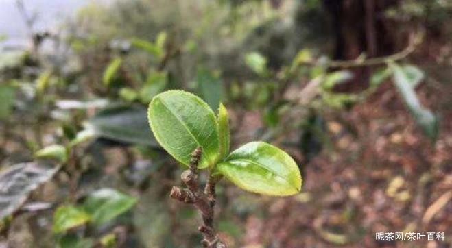 普洱茶大叶种和小叶种有哪些区别