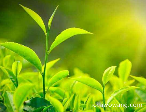 安吉白茶是白茶还是绿茶 春天喝安吉白茶的10大好处 有减肥瘦身的作用