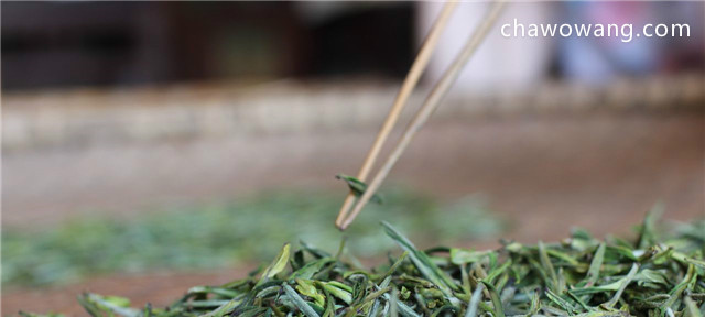 霍山黄芽闷黄茶，闷黄是黄茶加工的关键工序！