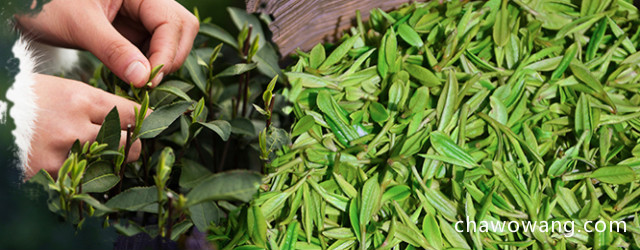 龙井绿茶的作用以及禁忌