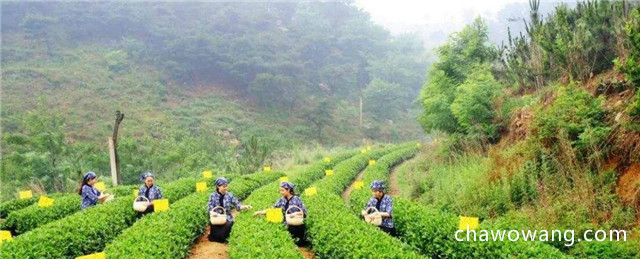 崂山绿茶如何移栽？崂山绿茶的栽培技术
