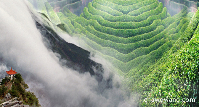 庐山云雾茶的功效与作用有哪些？