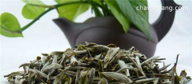 安吉白茶的产地 福鼎白茶的产地