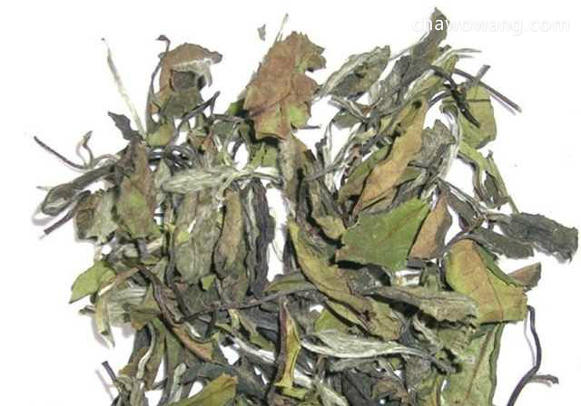 安吉白茶的加工工艺 安吉白茶的茶树