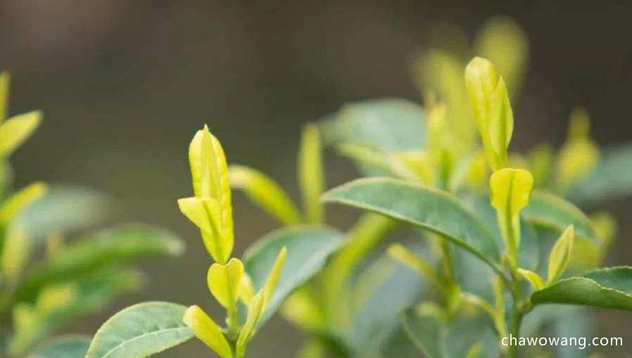 竹叶青茶的采摘标准 竹叶青茶的品质特征