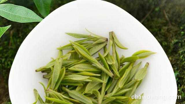 竹叶青茶叶代言人 竹叶青茶的品质特征