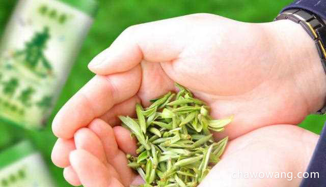 竹叶青茶叶代言人 竹叶青茶的品质特征
