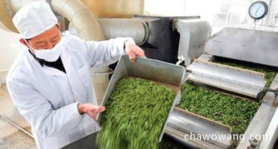 崂山绿茶如何炒制？崂山绿茶的采摘制作工艺