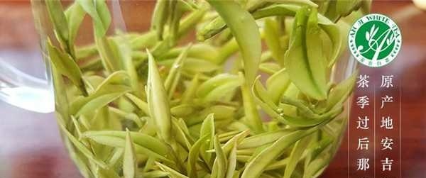 安吉黄金芽和安吉白茶变异的不同之处 黄金芽与安吉白茶的外形相似度高