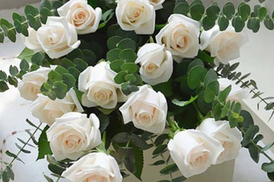 26种常见玫瑰花品种，红玫瑰种类