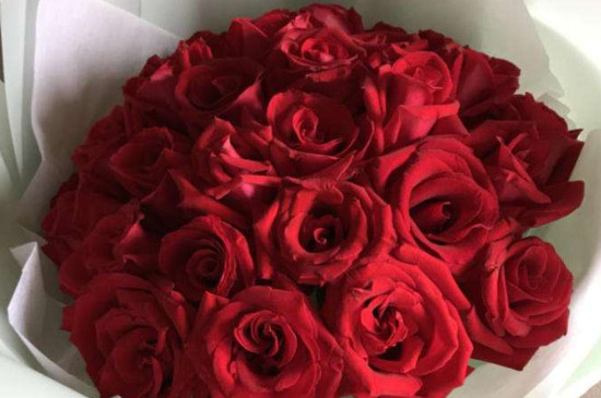 十大最贵的玫瑰花品牌，玫瑰花品牌十大排行榜