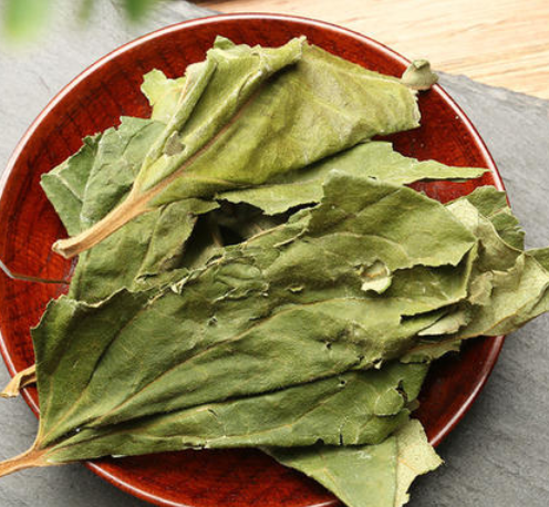桑叶茶的功效与作用及食用方法 桑叶茶的吃法