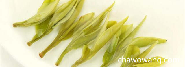 安吉白茶属于绿茶 安吉白茶（白叶茶）是一种非常特异的茶种。