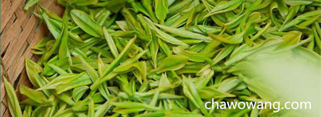 安吉白茶品质特征 安吉白茶营养成分