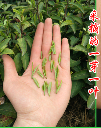 信阳毛尖茶知识：季节与茶叶品质