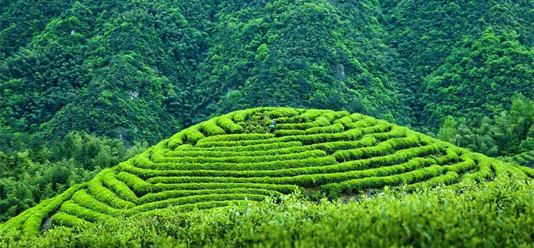 母树大红袍：中国最珍贵植物之一，投保1亿元，一斤茶叶售价520万