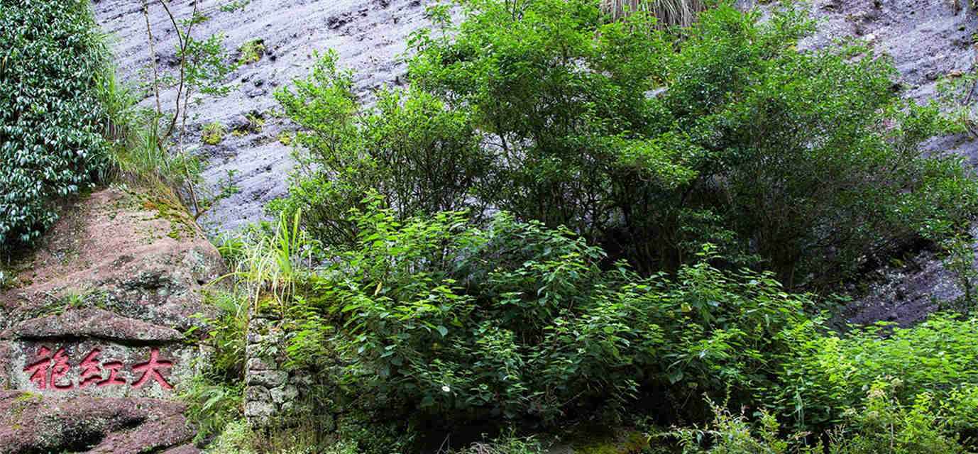武夷山大红袍母树每克茶价值1万，比黄金贵几十倍，真有这么好？