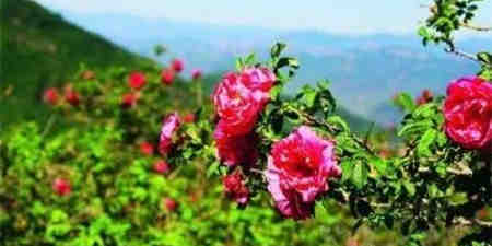 全国最好的玫瑰产地之一，慈禧御用玫瑰，您知道在哪吗？