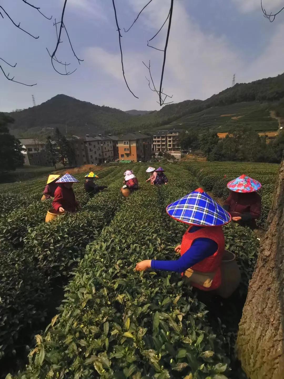 淡茶养生：西湖龙井茶（绿茶）、斯宅高山茶（绿茶、红茶）