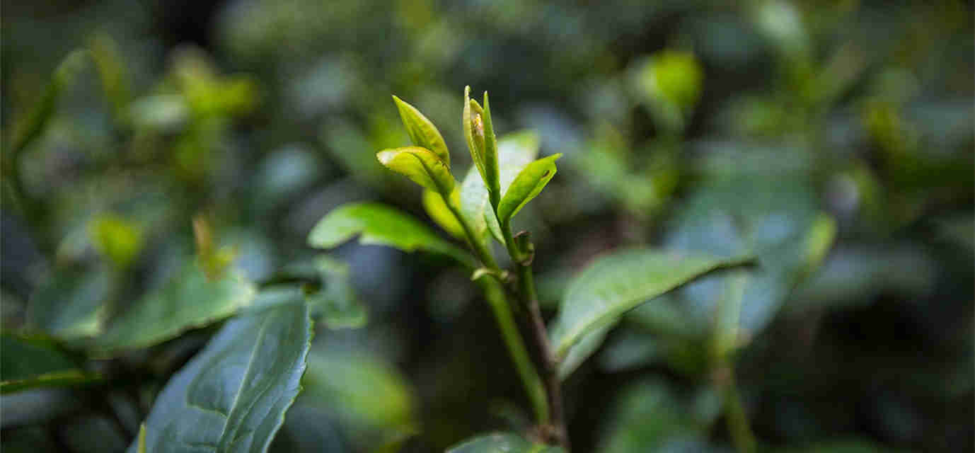 武夷山大红袍母树每克茶价值1万，比黄金贵几十倍，真有这么好？