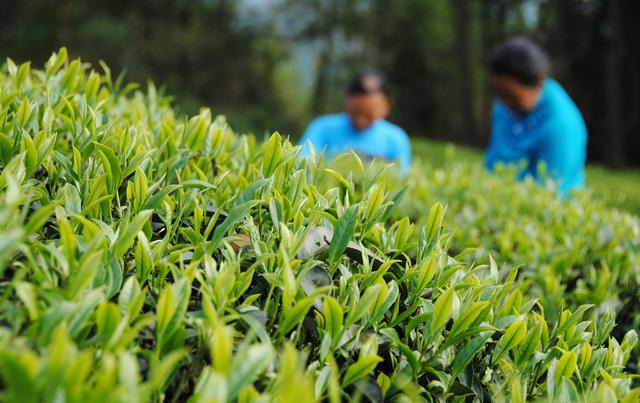 这种茶是贵州三大名茶之一，由毛主席亲笔命名，是贵州人民的骄傲