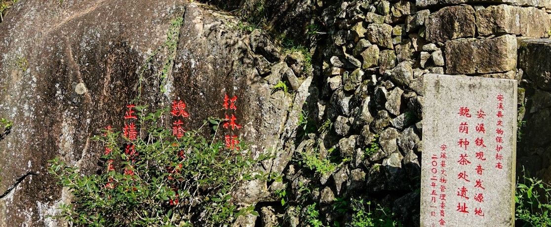 中国十大名茶之一，探访铁观音的发源地
