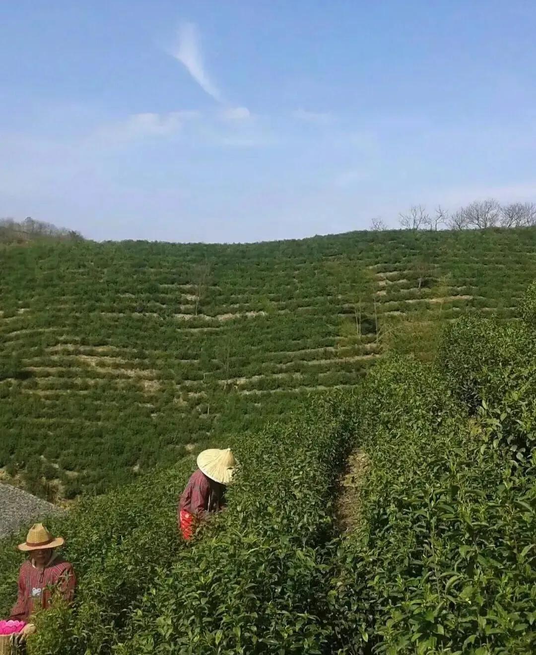 淡茶养生：西湖龙井茶（绿茶）、斯宅高山茶（绿茶、红茶）