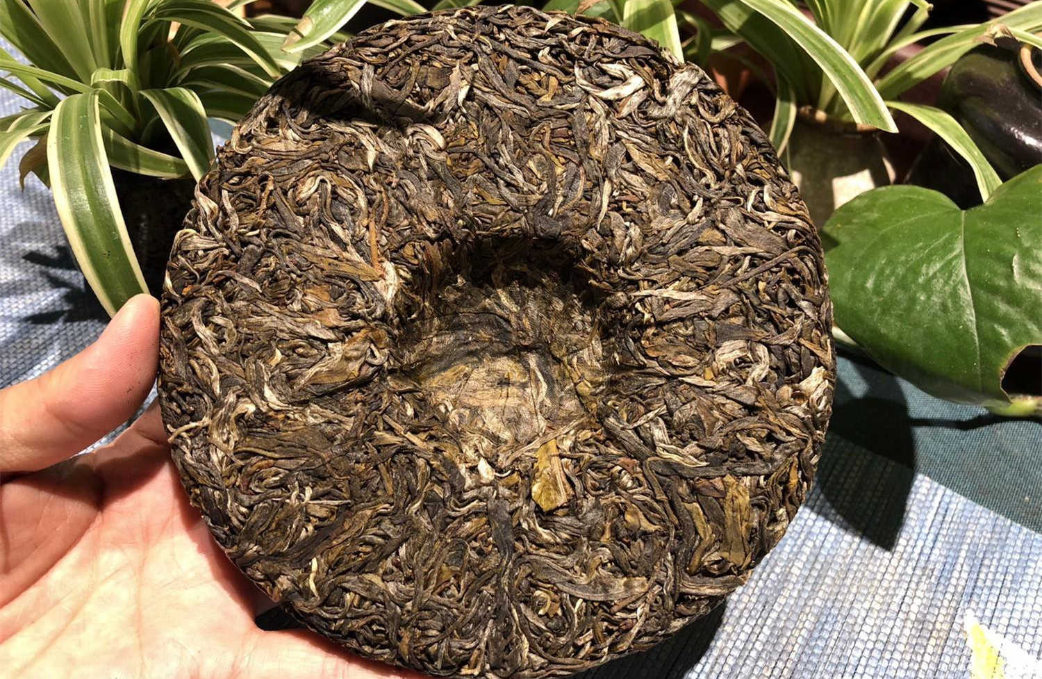 普洱茶图片 2018邦崴古树茶的价格，邦威普洱茶有何特点