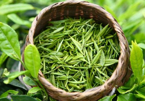 有机绿茶多少钱一斤 能祛痘吗