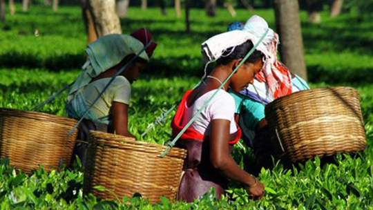 阿萨姆红茶，一场贸易战争的产物！