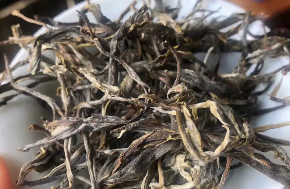 普洱茶图片 2018年老班章古树秋茶开采，相比春茶价格低不少