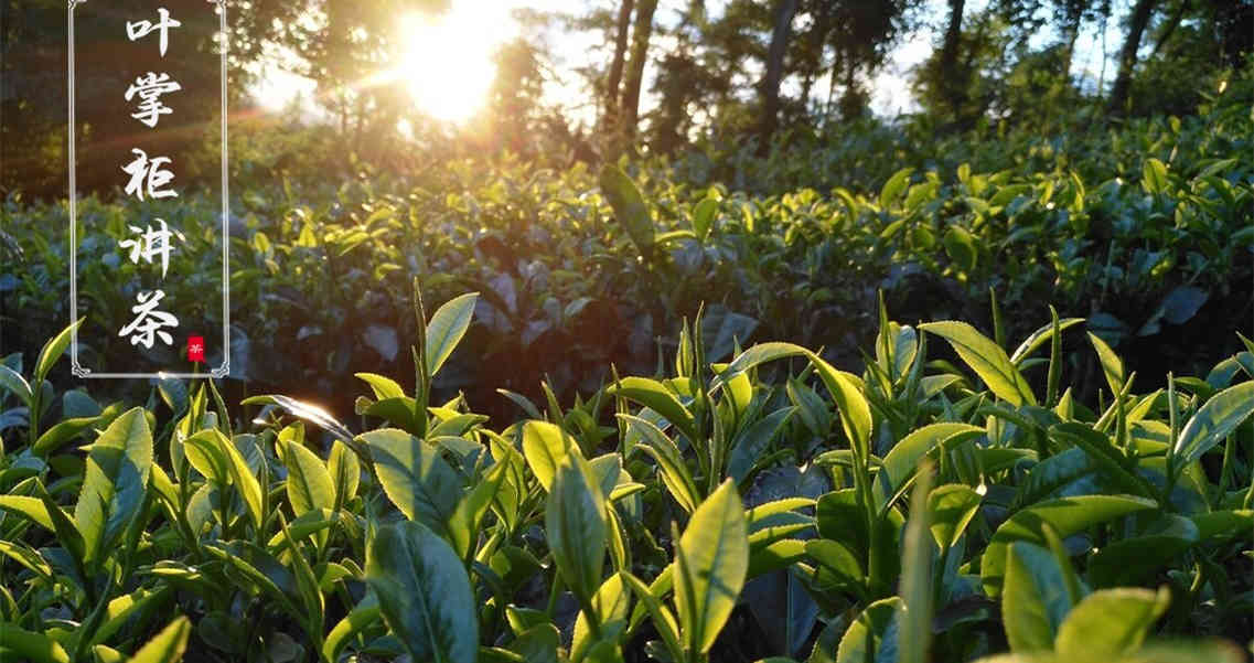 贵州十大名茶之一的湄潭翠芽，有什么与众不同的地方？