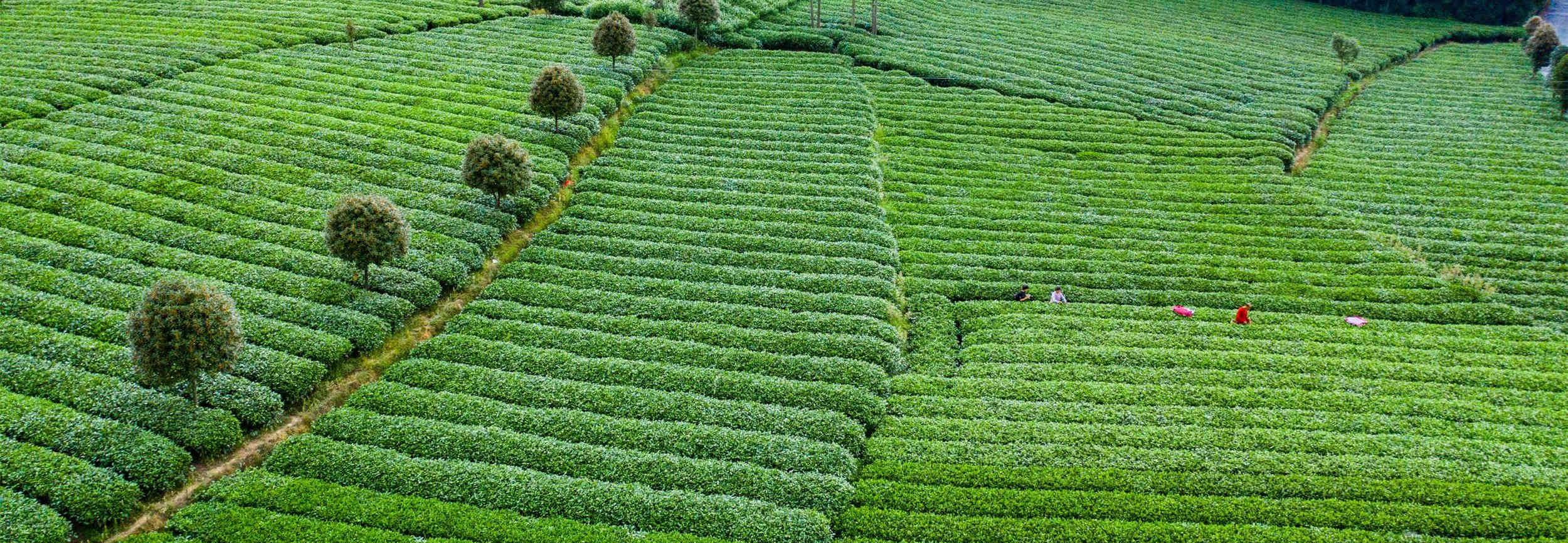 贵州四大名茶，这个县居然占两席，他们如何收购茶青的？