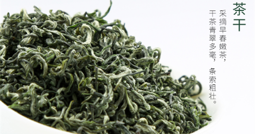 茶有时令（1）——春茶（春季采摘制作，品质好，多为绿茶）