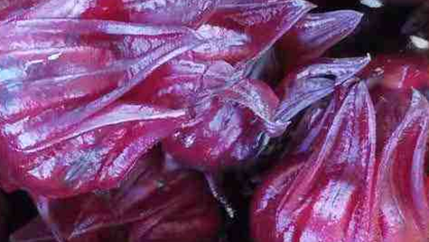 洛神花被称作“植物红宝石”，拿来泡茶酸甜爽口，老人孩子都喜欢