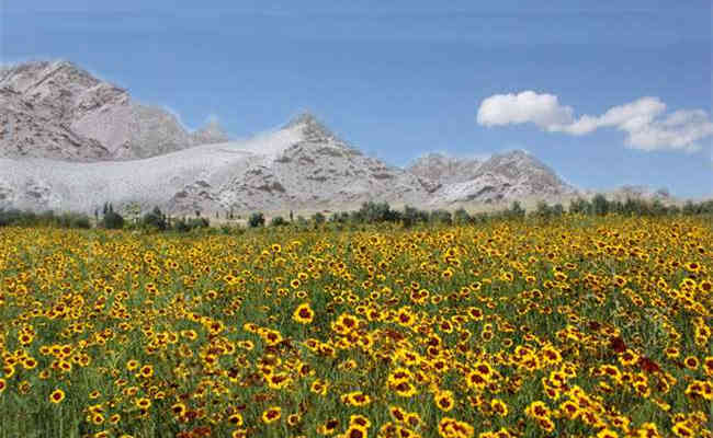 新疆天山下的特产，因靠天山雪水浇灌而得名雪菊，你了解多少