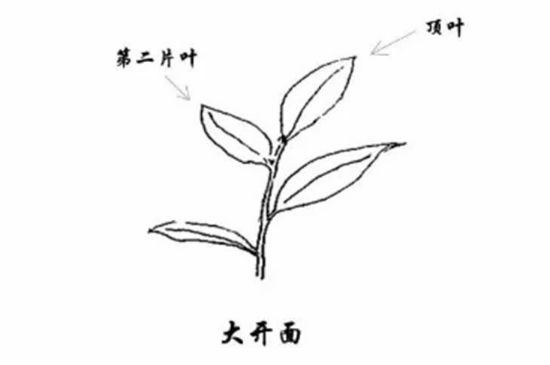 武夷岩茶的初制、精制加工工艺详细讲解